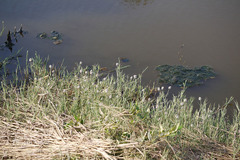 Aeluropus lagopodioides